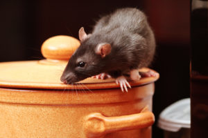 How to Rid Your Home of Mice and Rats for Good